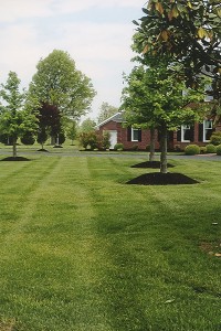 02.07.17 Doane Lawn Care-19A